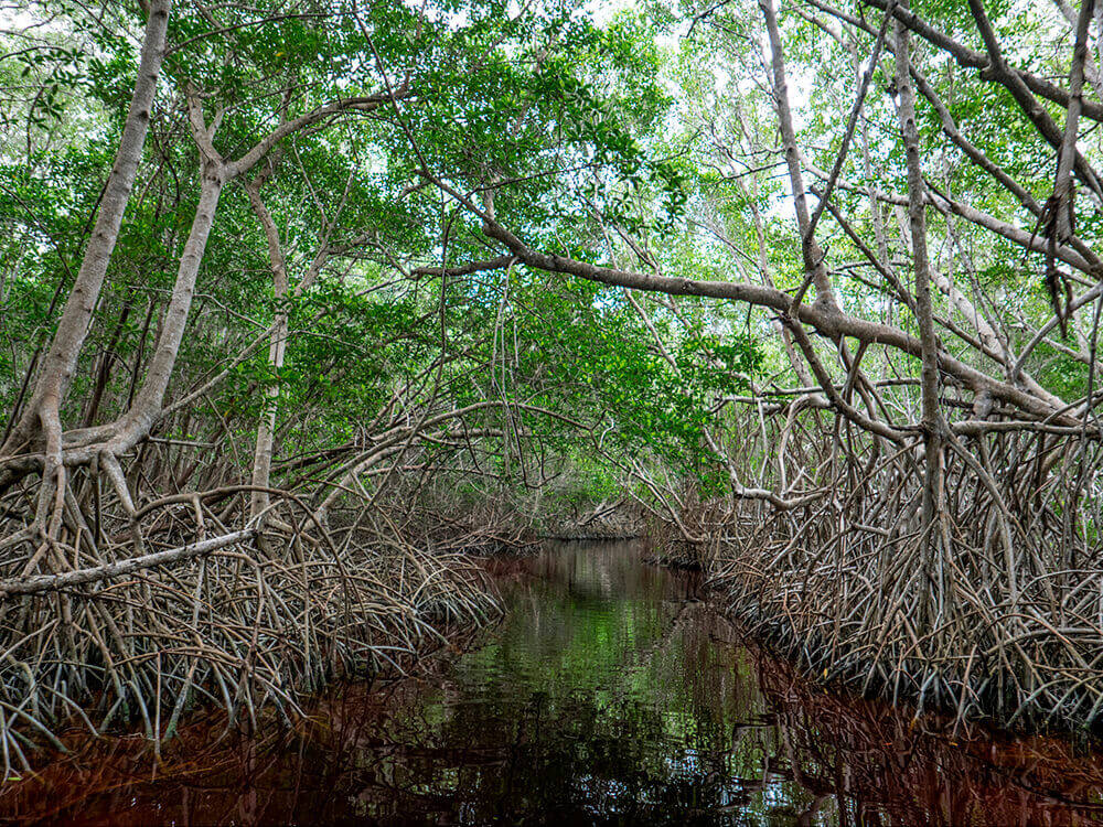 Celestún Natural reserve Tour from Merida