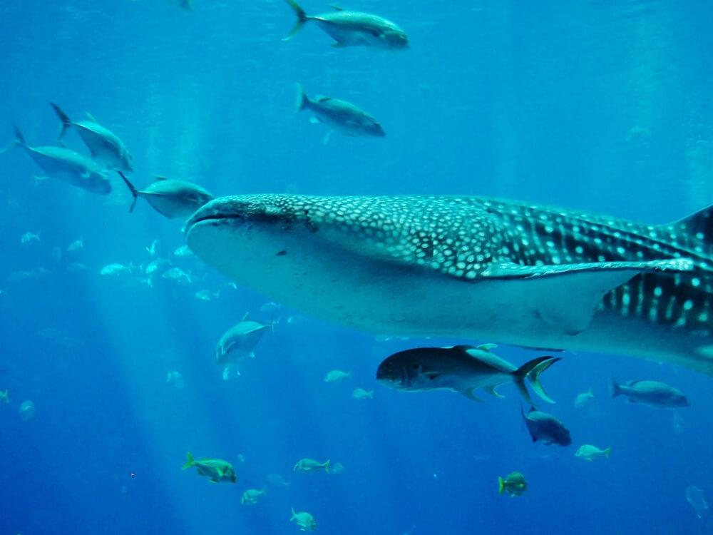 Tour, experience Swim with the Whale Shark