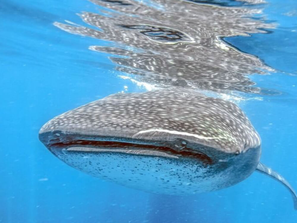 Tour, experience Swim with the Whale Shark