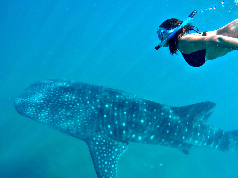 Tour, experience Swim with the Whale Shark