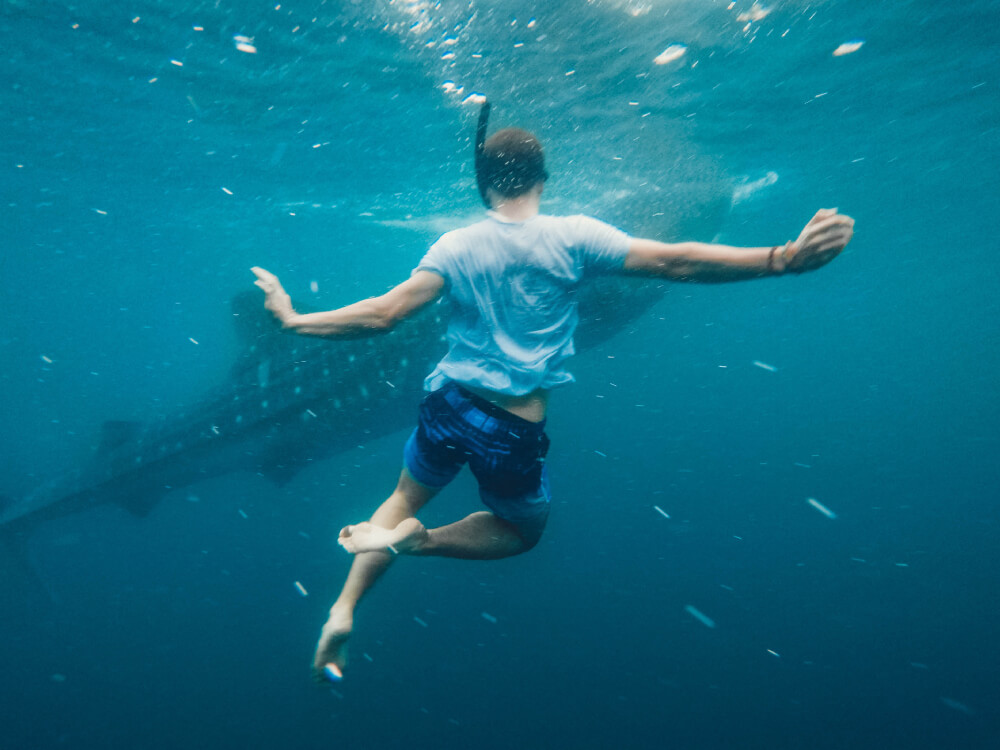 Tour, experience Swim with the Whale Shark