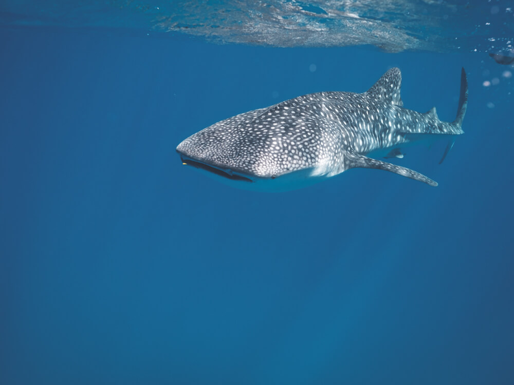 Tour, experience Swim with the Whale Shark